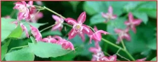 Horny Goat Weed ingredient used in Testo BoostX