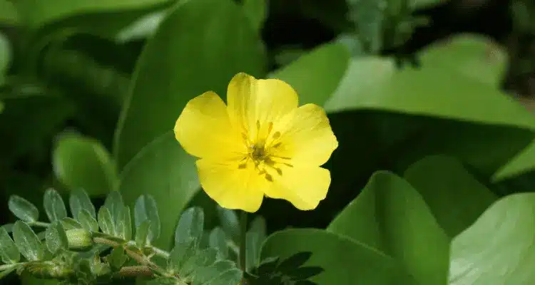 Tribulus Terrestris ingredient used in Testo BoostX